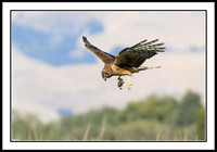 Northern Harrier