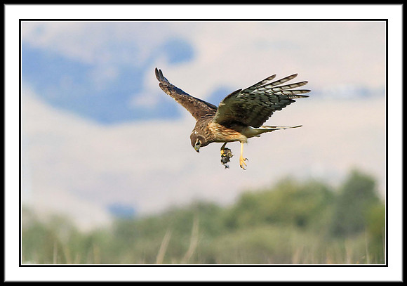 Northern Harrier