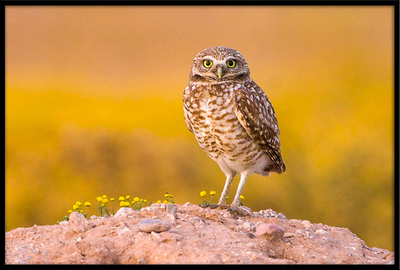 Burrowing Owl
