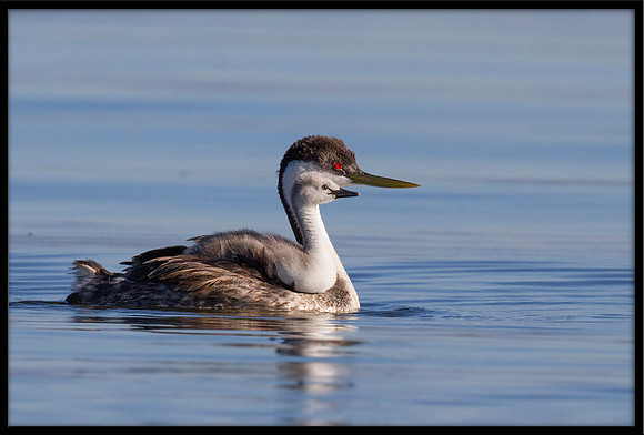 Western Grebe and chick