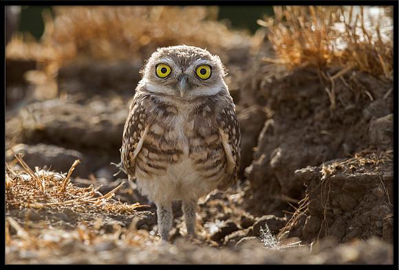 Burrowing Owl