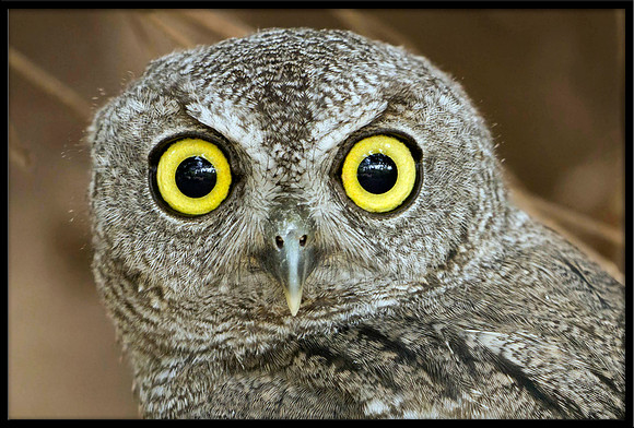 Western Screech Owlet