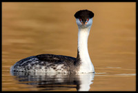 Clark's Grebe