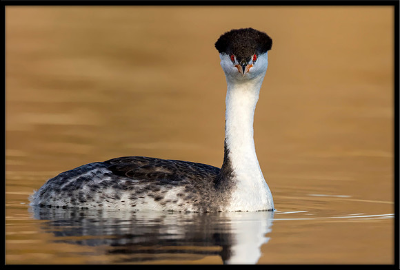 Clark's Grebe