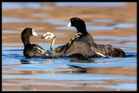 Coot Fight