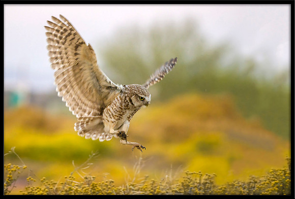 Burrowing Owl