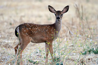 Fawn