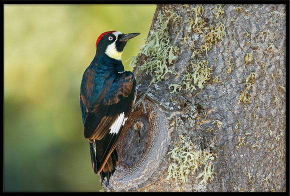 Acorn Woodpecker