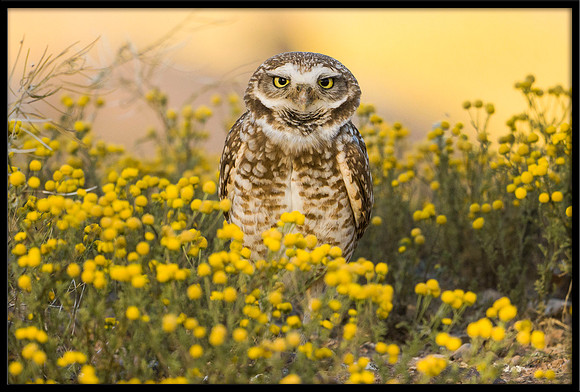Burrowing Owl