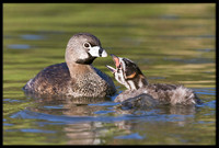 Pied-billed Grebe with chick