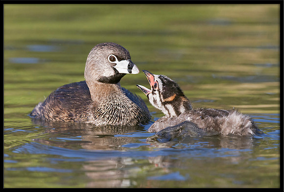 Pied-billed Grebe with chick