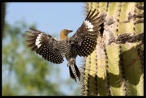 Gila Woodpecker nest