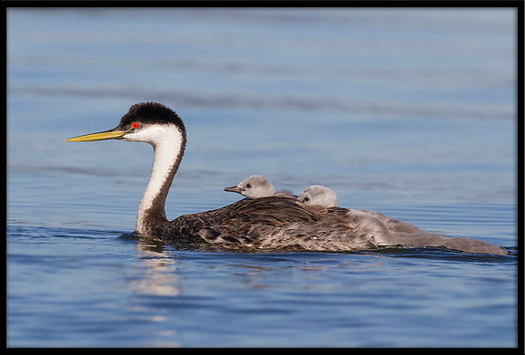 Western Grebe and chicks