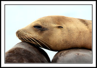Sea Lion