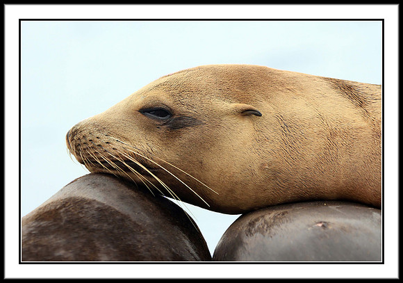 Sea Lion