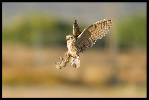 Burrowing Owl Catches Squirrel: 3 of 5