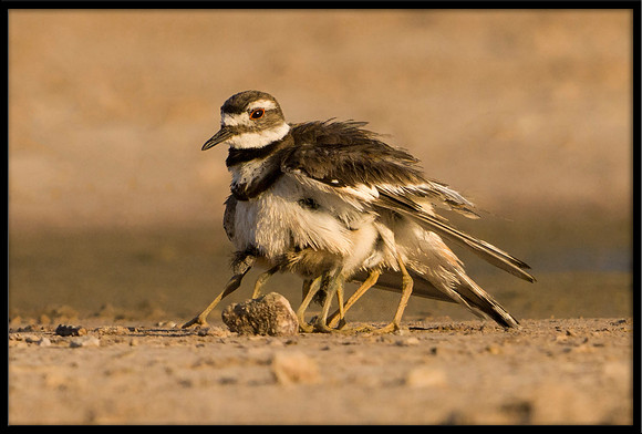 Killdeer Chicks