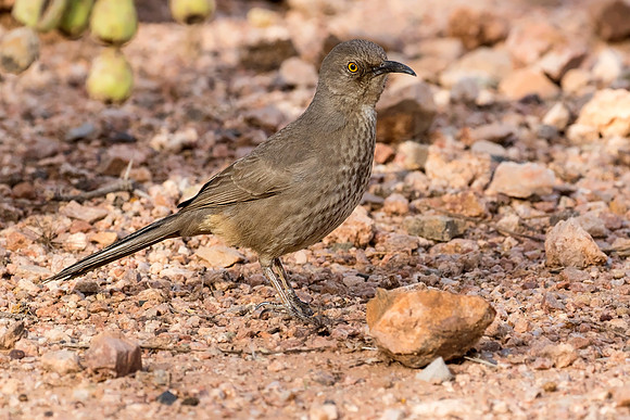 Curve-billed Thrasher
