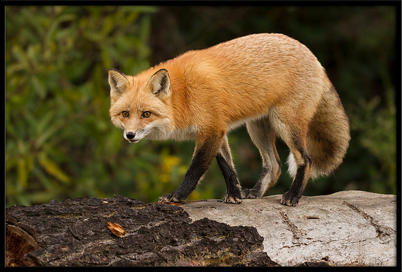 Red Fox
