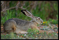 Jack Rabbit (adult)
