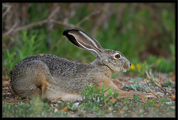 Jack Rabbit (adult)