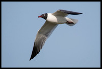 Gulls