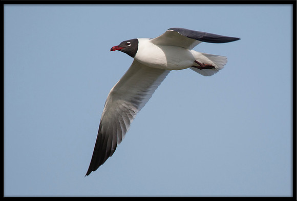 Laughing Gull