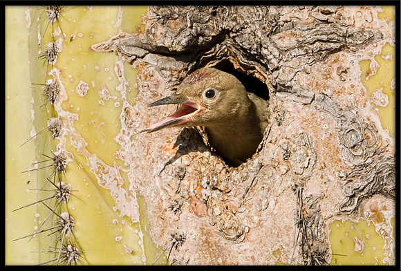 Gila Woodpecker nest