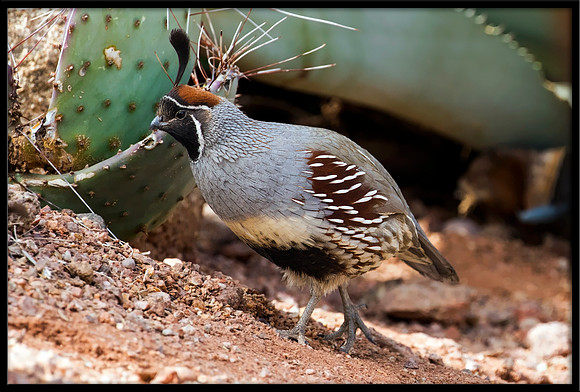Gambel's Quail