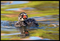 Pied-billed Grebe chicks