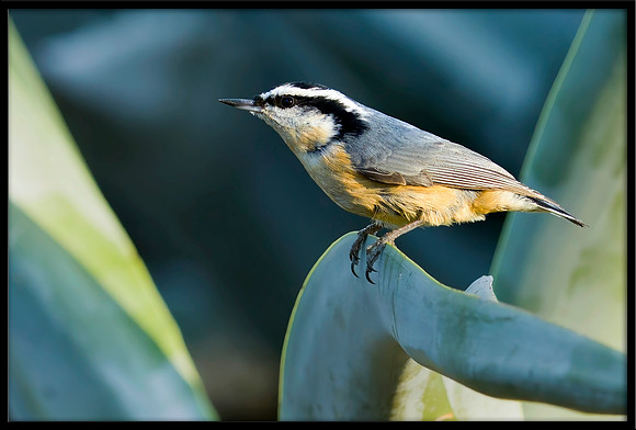 Red-breasted Nuthatch