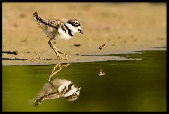 Killdeer Chick
