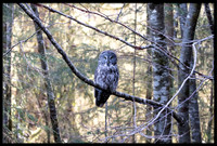 Great Grey Owl