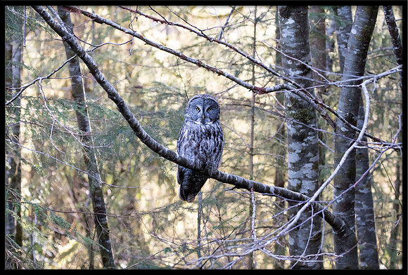 Great Grey Owl