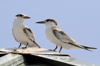 Least Terns (juveniles)