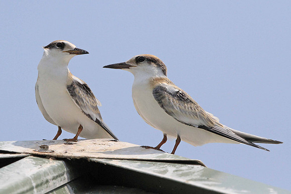 Least Terns (juveniles)