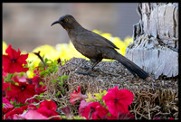 Curve-billed Thrasher