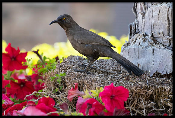 Curve-billed Thrasher
