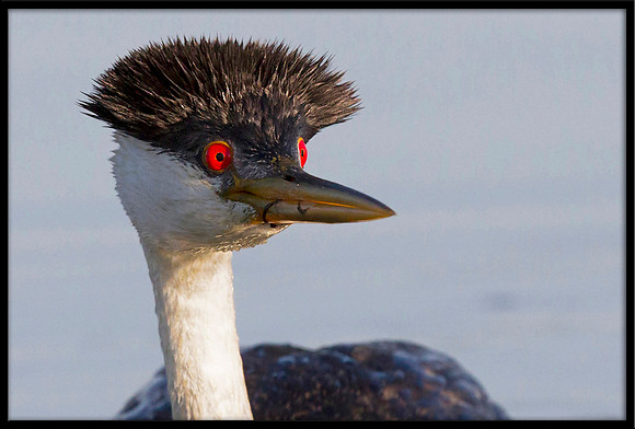 Western Grebe portrait