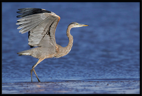 Great Blue Heron