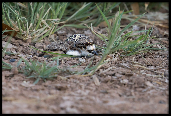 Killdeer newborn, hours old