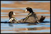Coot Fight