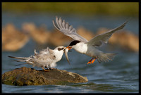 Forster's Tern feeding young