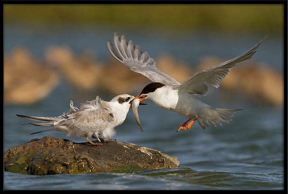 Forster's Tern feeding young
