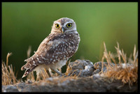 Burrowing Owl
