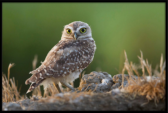 Burrowing Owl