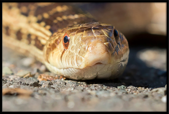 Gopher Snake