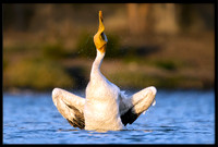 White Pelican Twist