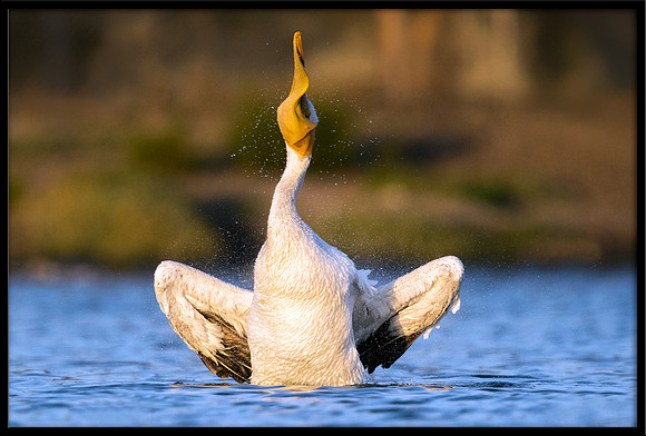 White Pelican Twist