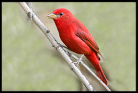 Summer Tanagers